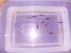 Guppy Fish