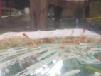 Kohaku Swordtail Babies