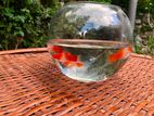 Kohaku Swordtail fish