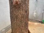 කොහොබ ගසක්