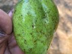 Kohu Mangoes