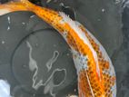 Koi Carp Fish