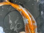 koi 1 feet female