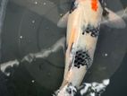 Koi 1 Feet Fish