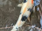 Koi 1 Feet Fish
