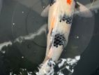 Koi 1 Feet