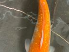 koi 1 feet pond clearance