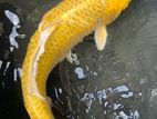 Koi 16 Inches Goldorgan