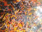 Koi Caf Fish