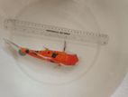 Koi Calf Fish