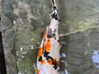 Koi Carp Pair 1 Feet