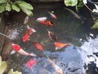 Koi Carp Fish