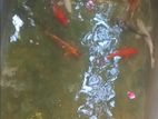 Koi Carp Fish