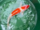 Koi Carf