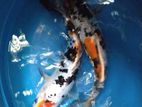 Koi Carf Fish