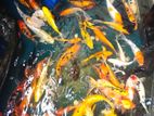 Koi Carp Fish