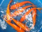 Koi Carf Fish