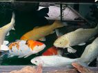 Koi Carf Fish
