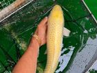 Koi Carf Fish