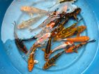 Koi Carp Pair