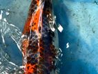 Koi Carp Fish