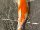 Koi carp 8 inches