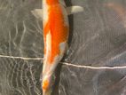 koi carp 9 inches