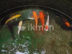 Koi Carp Fish 1 ft