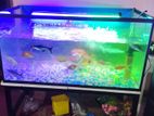 Koi Carp Fish with Tank
