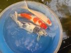 Koi Carp Fish
