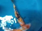 Koi Carp Fish