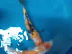 Koi Carp Fish