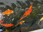 Koi Carp Fish