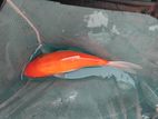 Koi Carp Fish