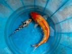 Koi Carp Fish