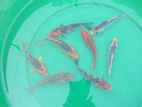 Koi carp fish for sale