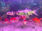 KOI CARP FISH