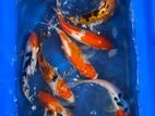 KOI Carp Fish