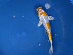 Koi Carp Fish