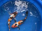 Koi Carp Fish