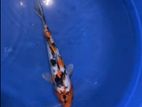 Koi Carp Fish