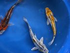 Koi Carp Fish