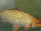 Carp Fish