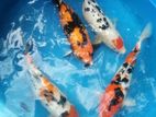 Koi Carp Fish