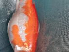 Koi Carp Fish