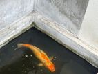 Koi Carp Fish