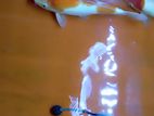 Koi Carp Fish