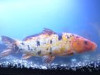 Koi Carp Fish