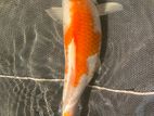 Koi Carp Fish