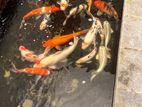 Koi Carp